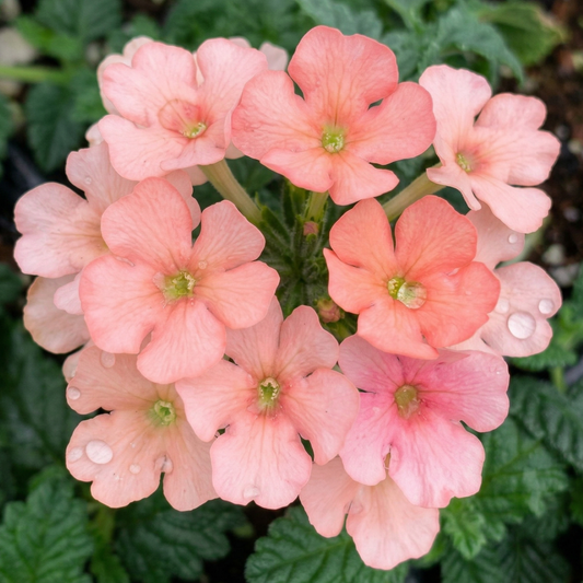 Estrella Peach Verbena