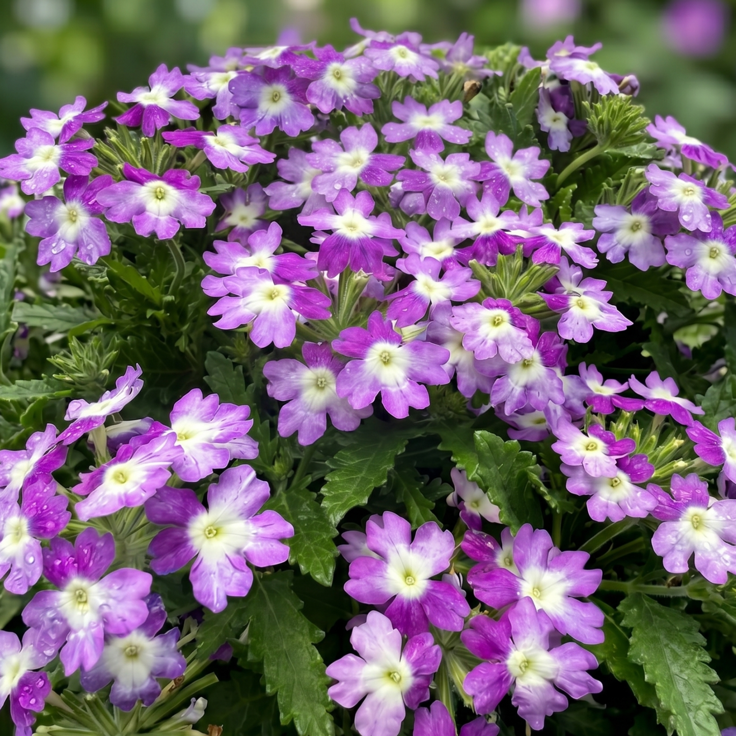Hurricane Blue Verbena