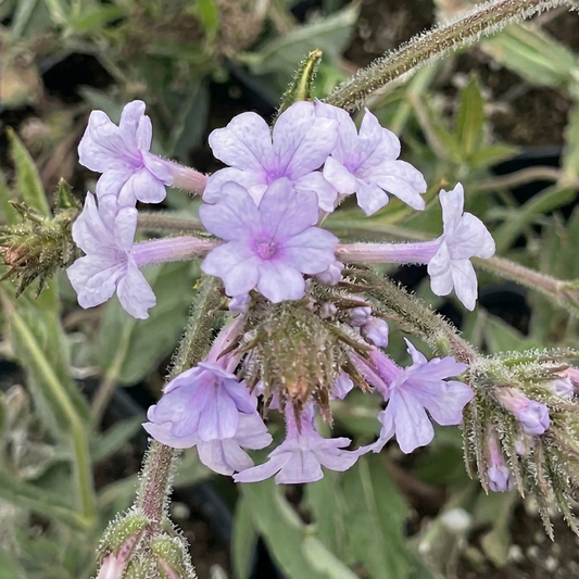 Polaris Stiff Verbena