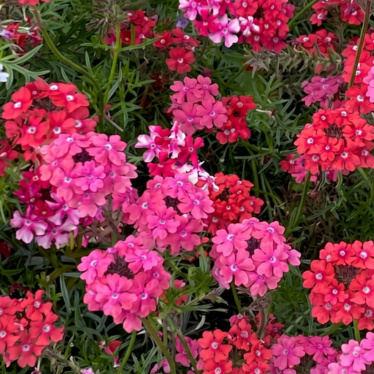 Sweetheart Kisses Verbena