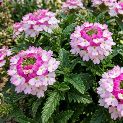 Vanessa Bicolor Pink Verbena