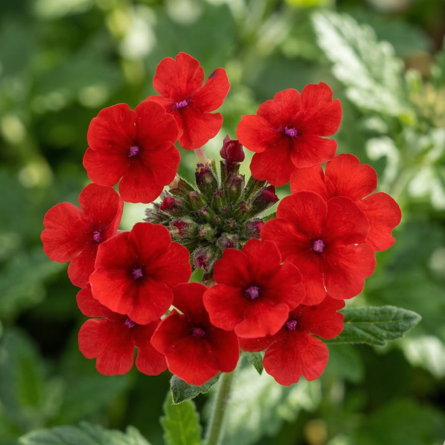 Wicked Great Grape Verbena