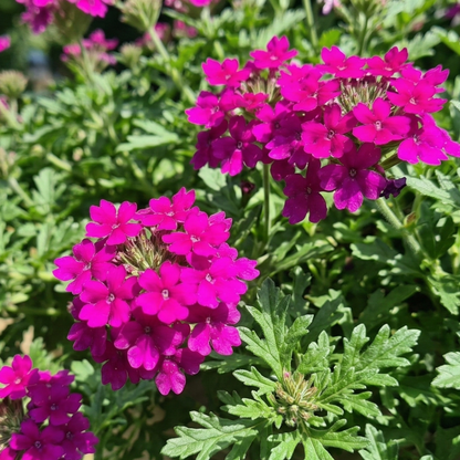 Vanessa Magenta Verbena