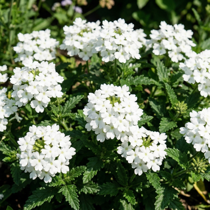 Vanessa White Verbena