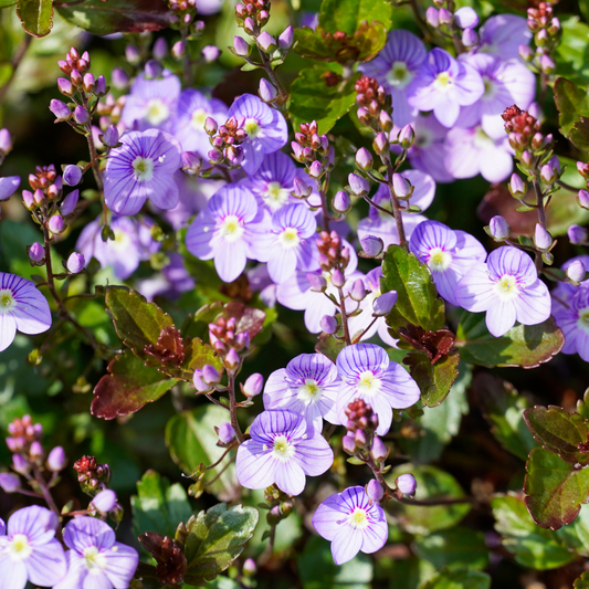 Waterperry Blue Speedwell