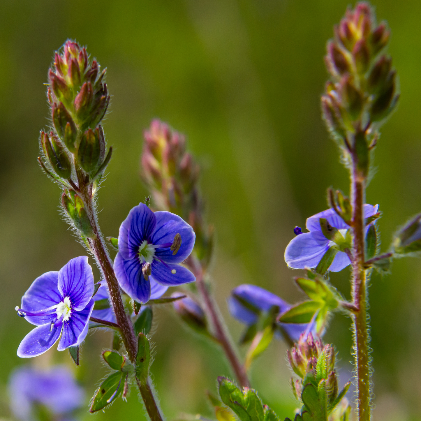Georgia Blue Speedwell