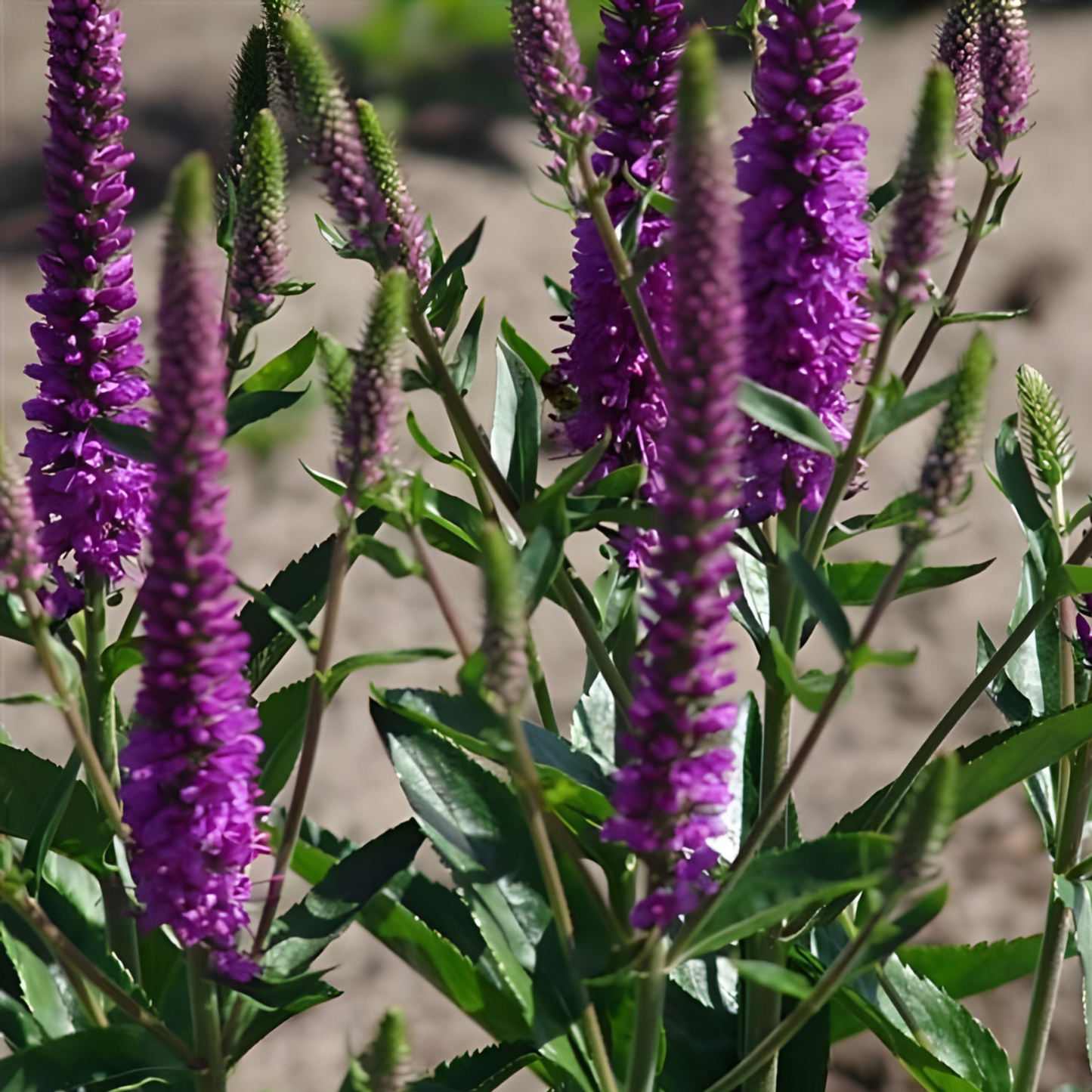 Purpleicious Veronica