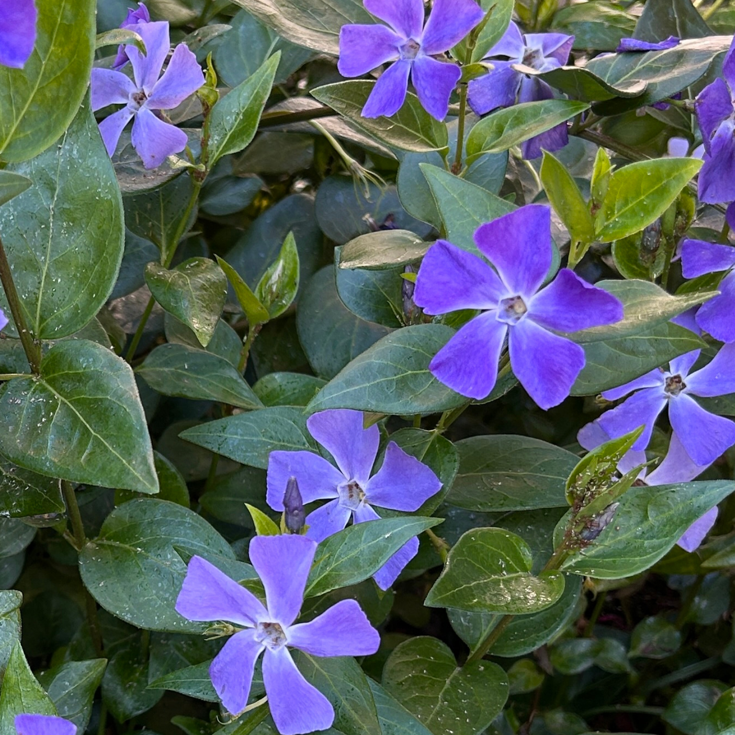 Bowles Cunningham Periwinkle