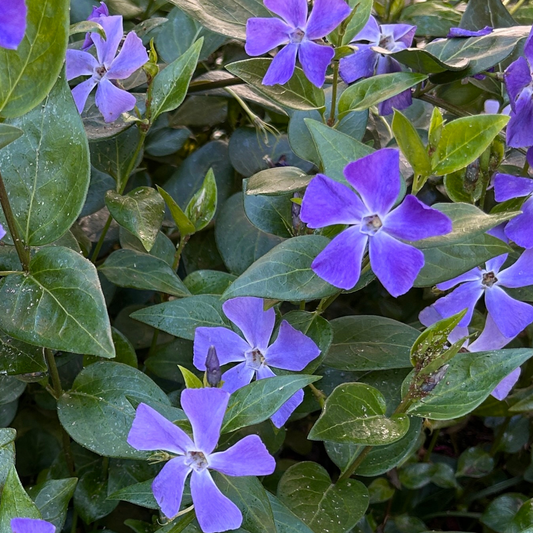 Bowles Cunningham Periwinkle