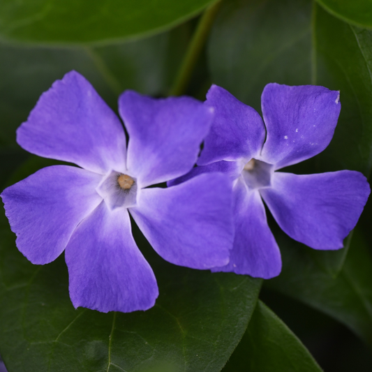 Illumination Periwinkle