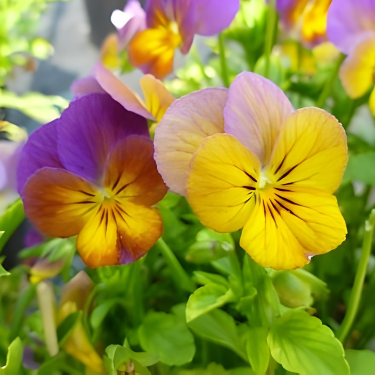 Celestial Twilight Viola