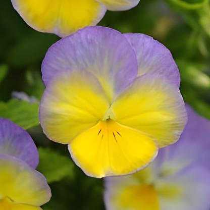 Halo Lemon Frost Viola