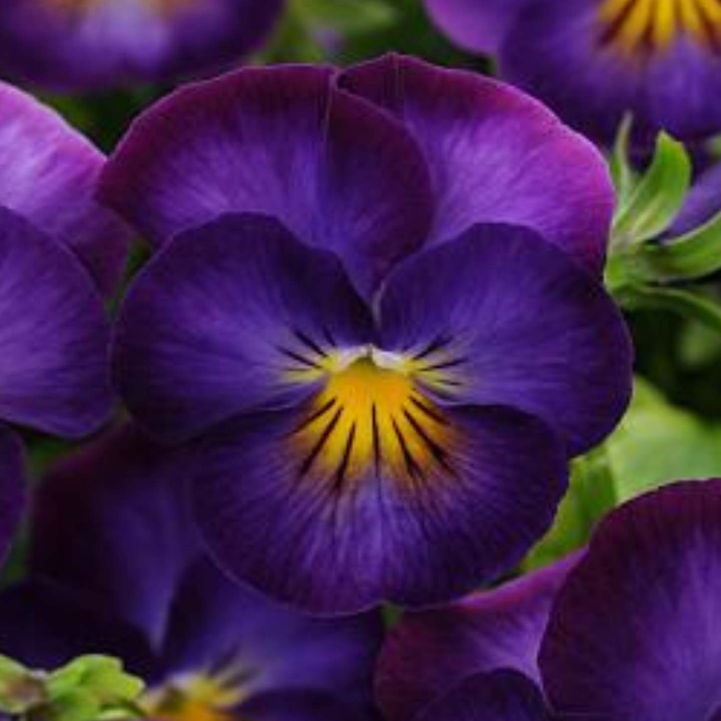 Halo Violet Viola