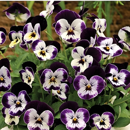 Cool Blue Monthly Flower Box