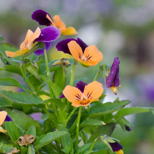 Penny Orange Jump Up Viola