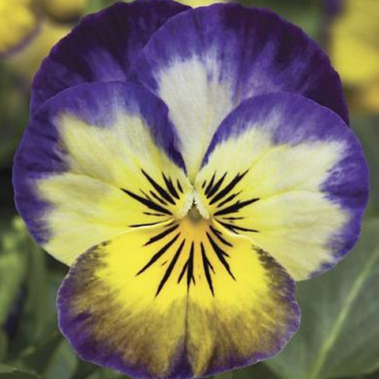 Penny Primrose Picotee Viola