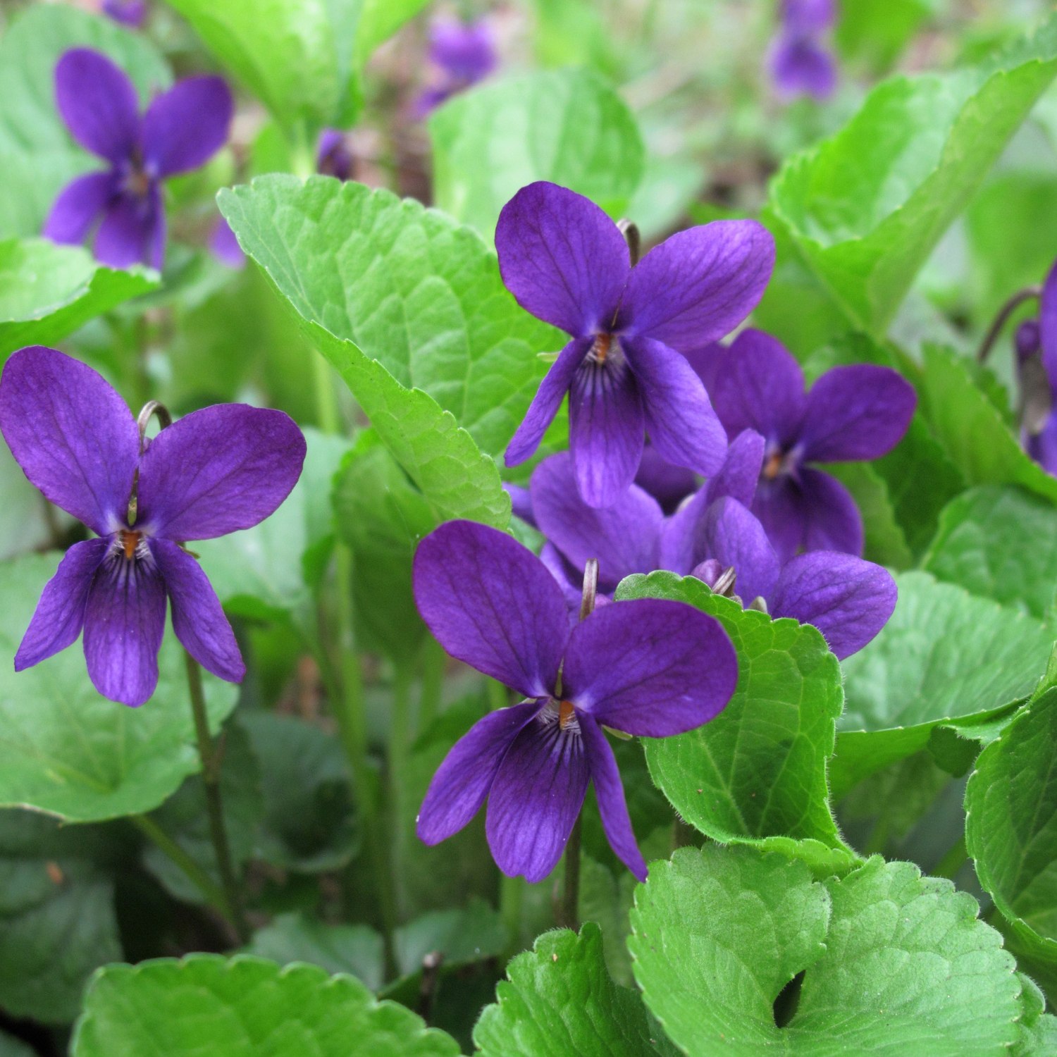 Royal Robe Purple Floral Viola - 4