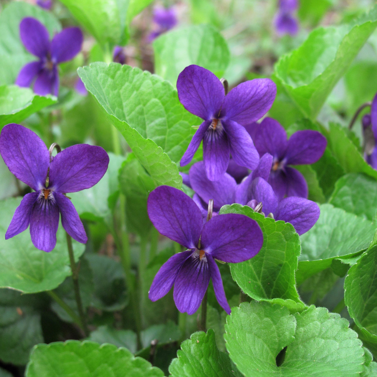 Royal Robe Purple Floral Viola
