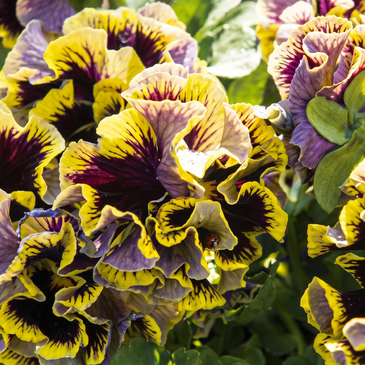 Ruffles Dark Heart Pansy