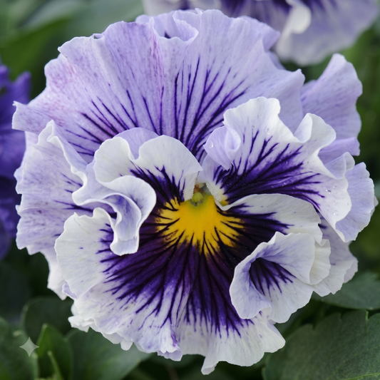 Ruffles Soft Lavender Pansy