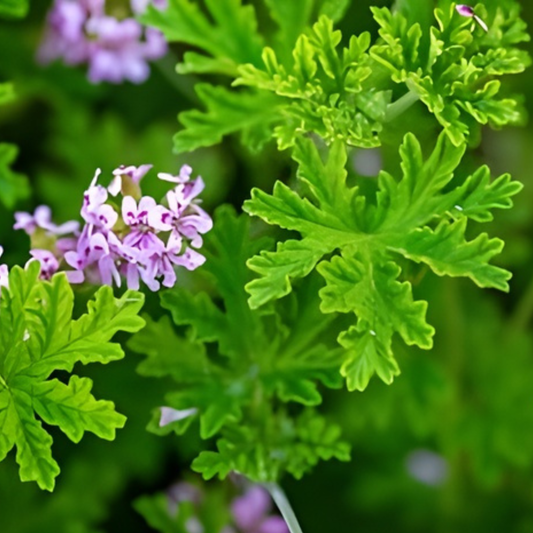 Van Leenii Citronella Geranium