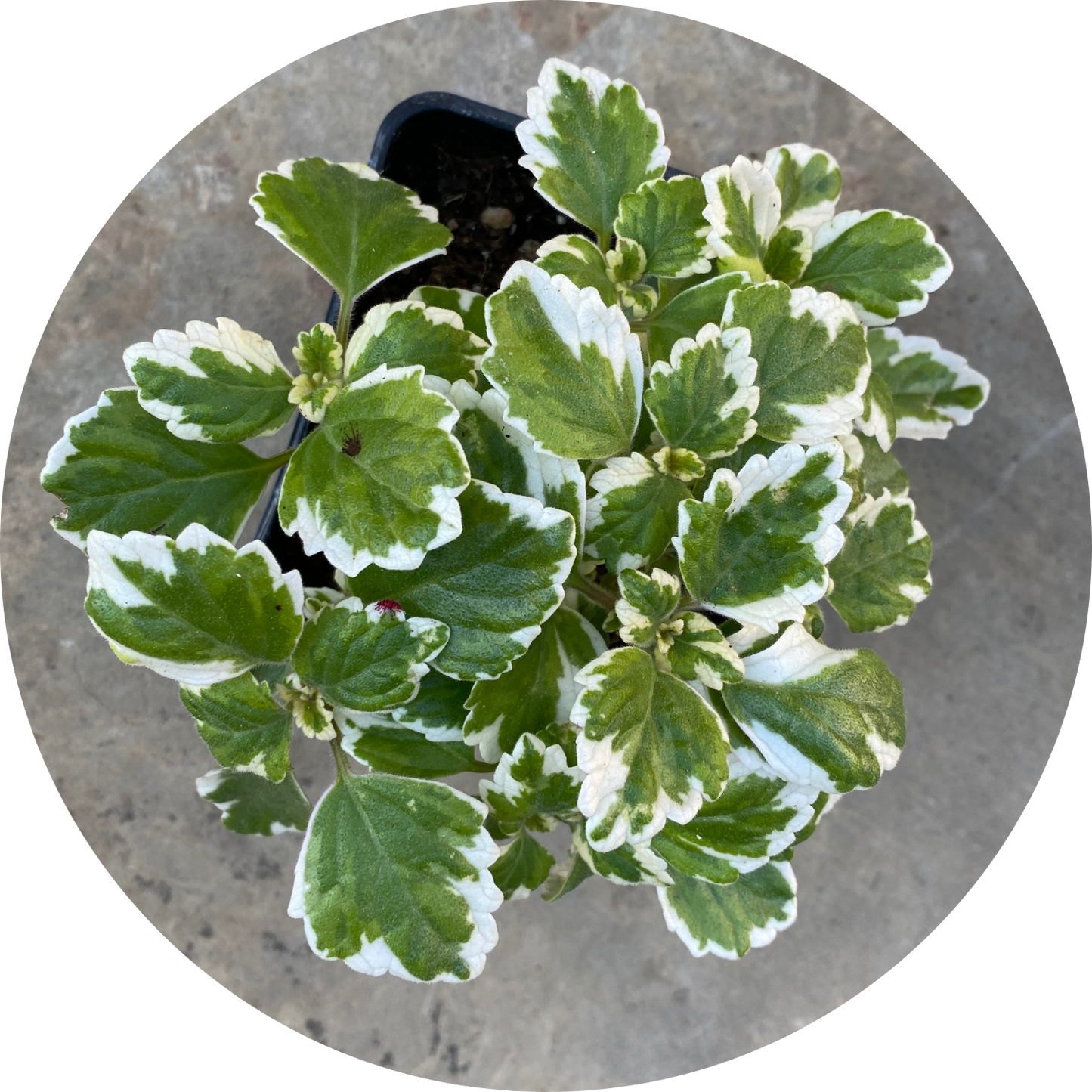 Swedish Ivy "Variegated Leaves"