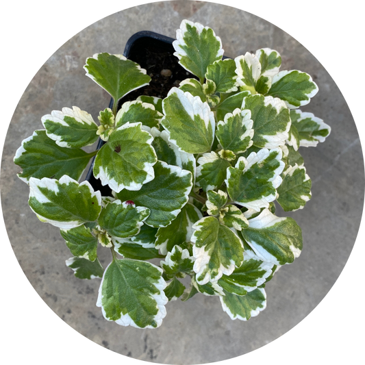Swedish Ivy "Variegated Leaves"