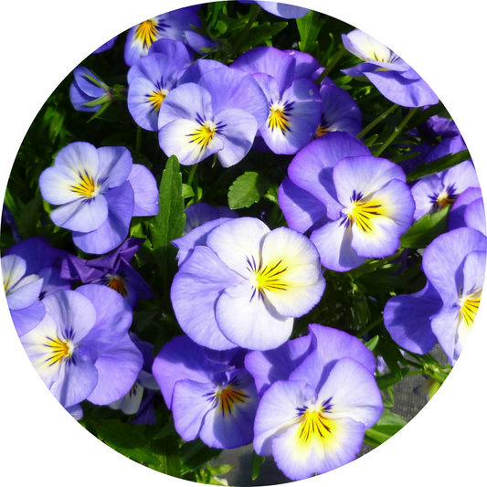 Viola "Blue Floral"