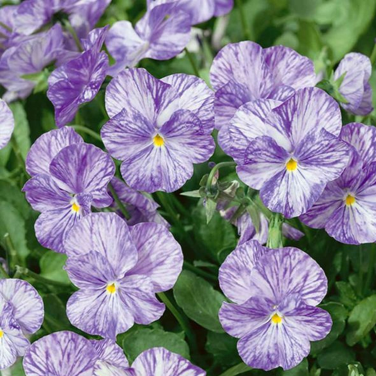 Columbine Faded Purple Floral Viola