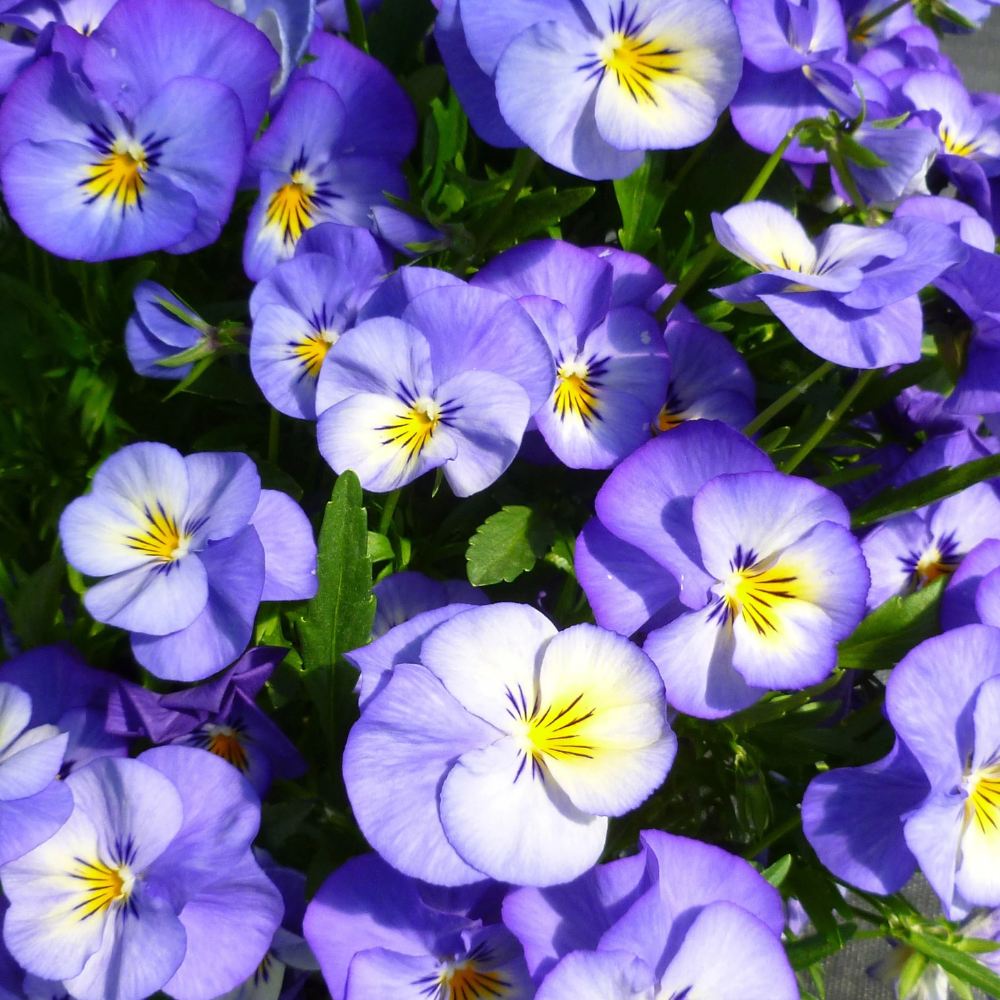 Cool Blue Monthly Flower Box