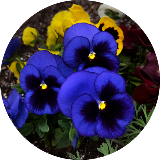 Viola "Blue Floral"