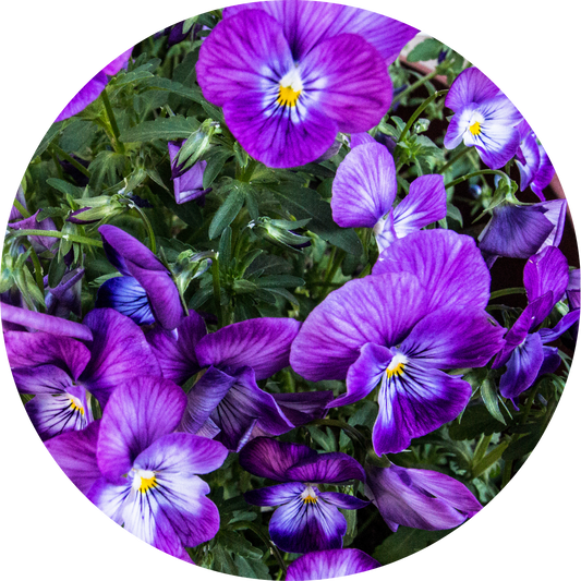Viola "Purple Floral"
