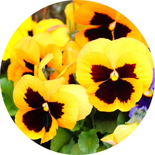Viola "Yellow Floral"
