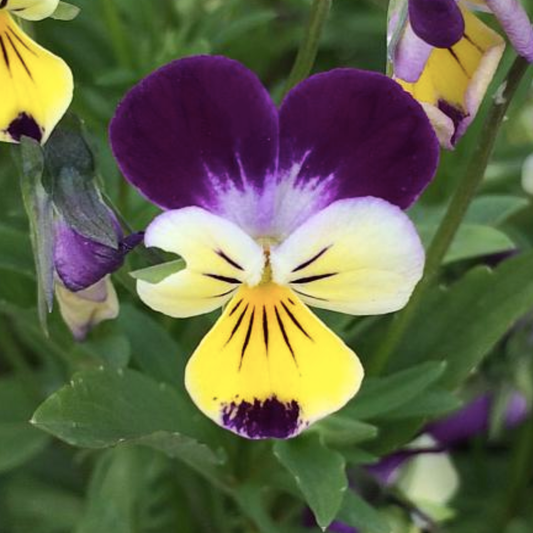 Tri Color Viola