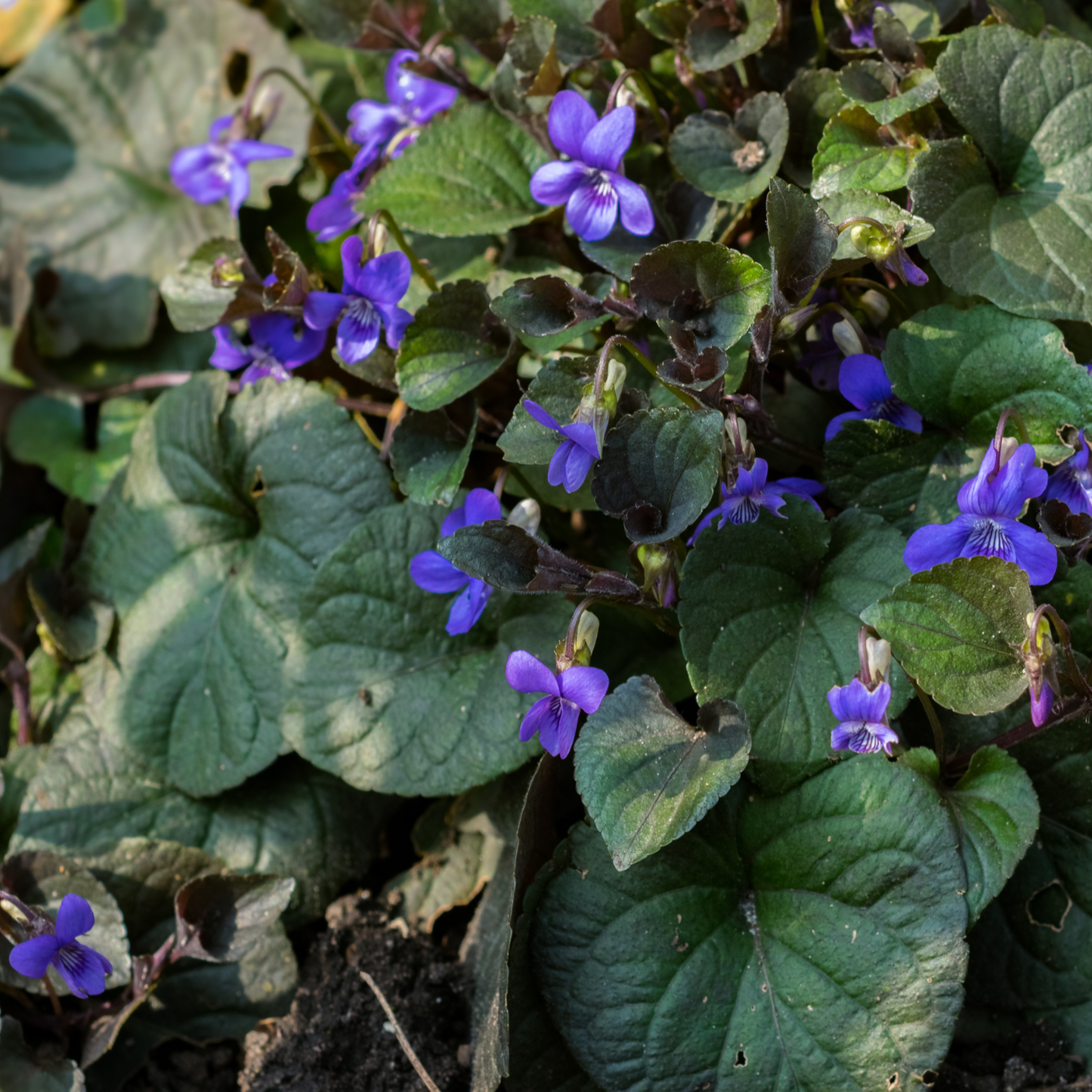 Alpine Purple Floral Violet