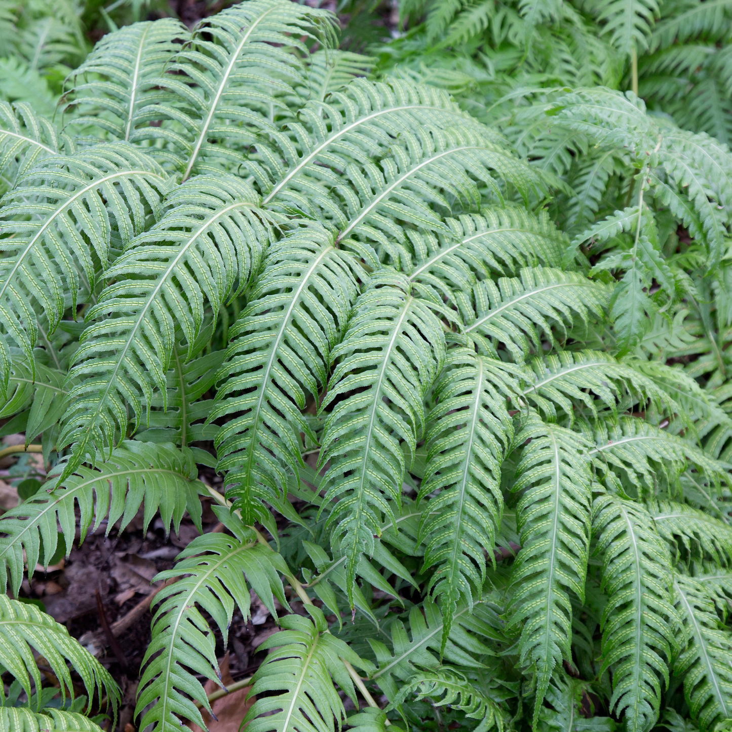 Woodwardia Fern