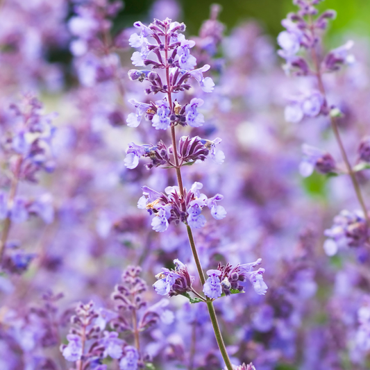 Walker's Low Catmint
