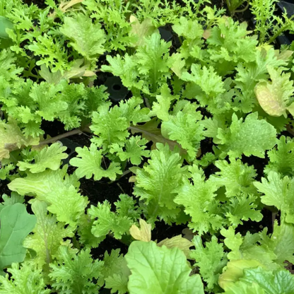 Wasabina Mustard Green