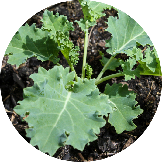 White Russian Kale
