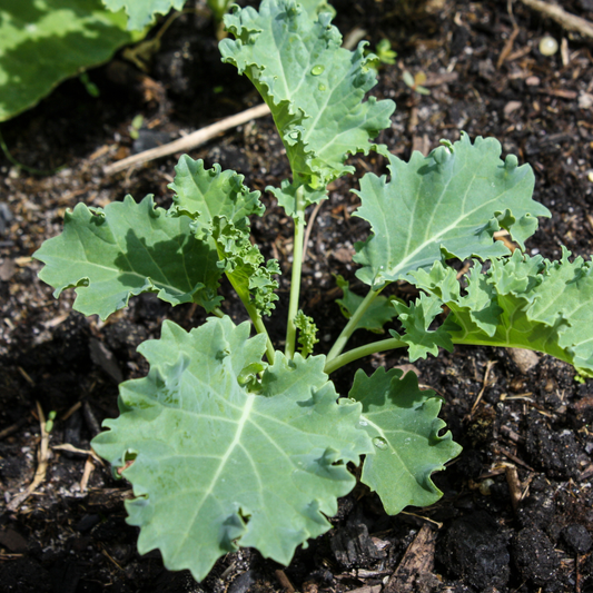 White Russian Kale