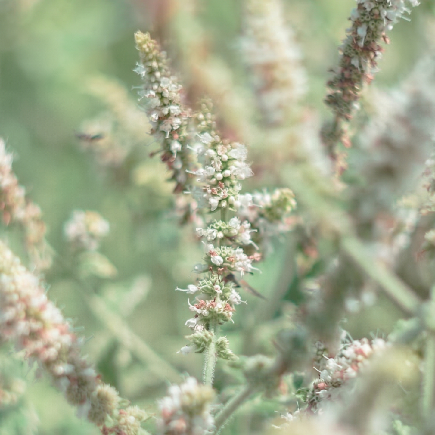 White Sage