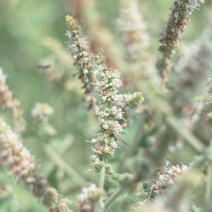 White Sage