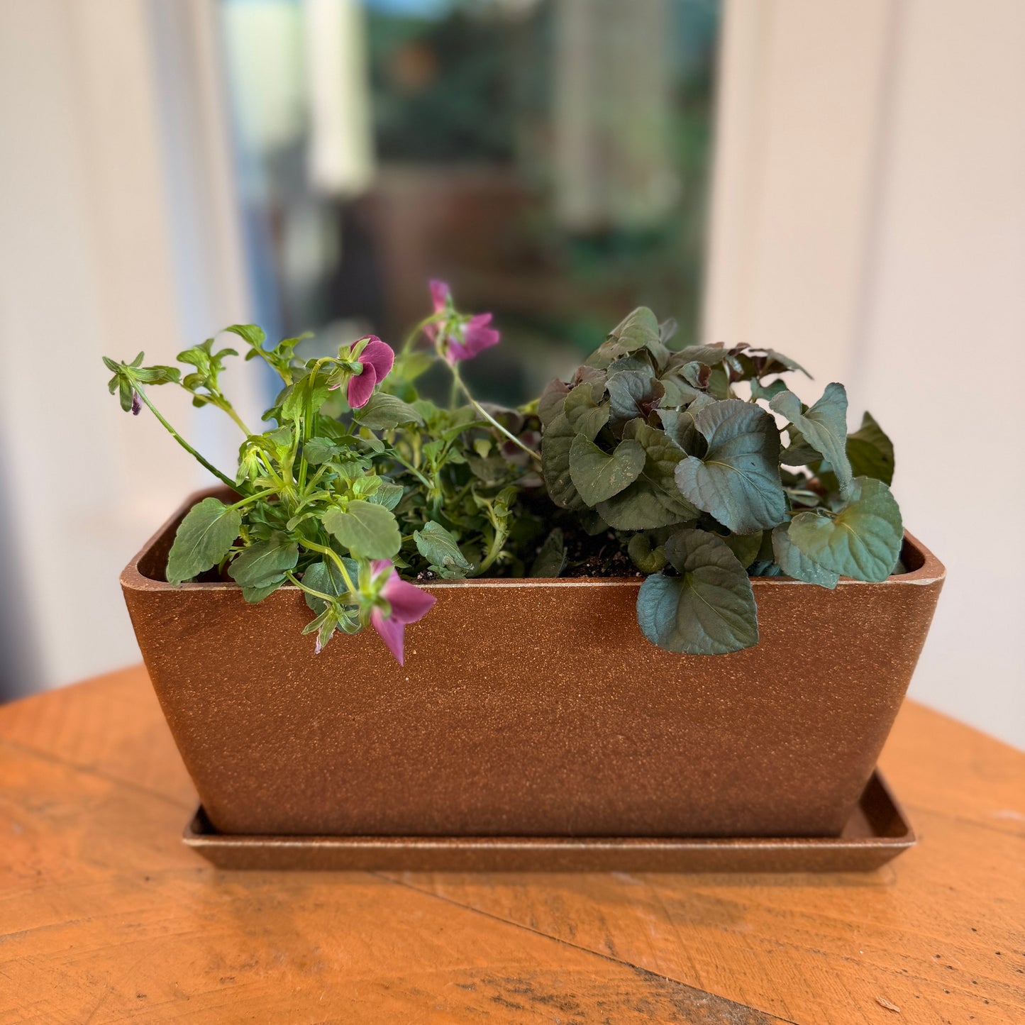 Winter Blooms Window Box Bundle