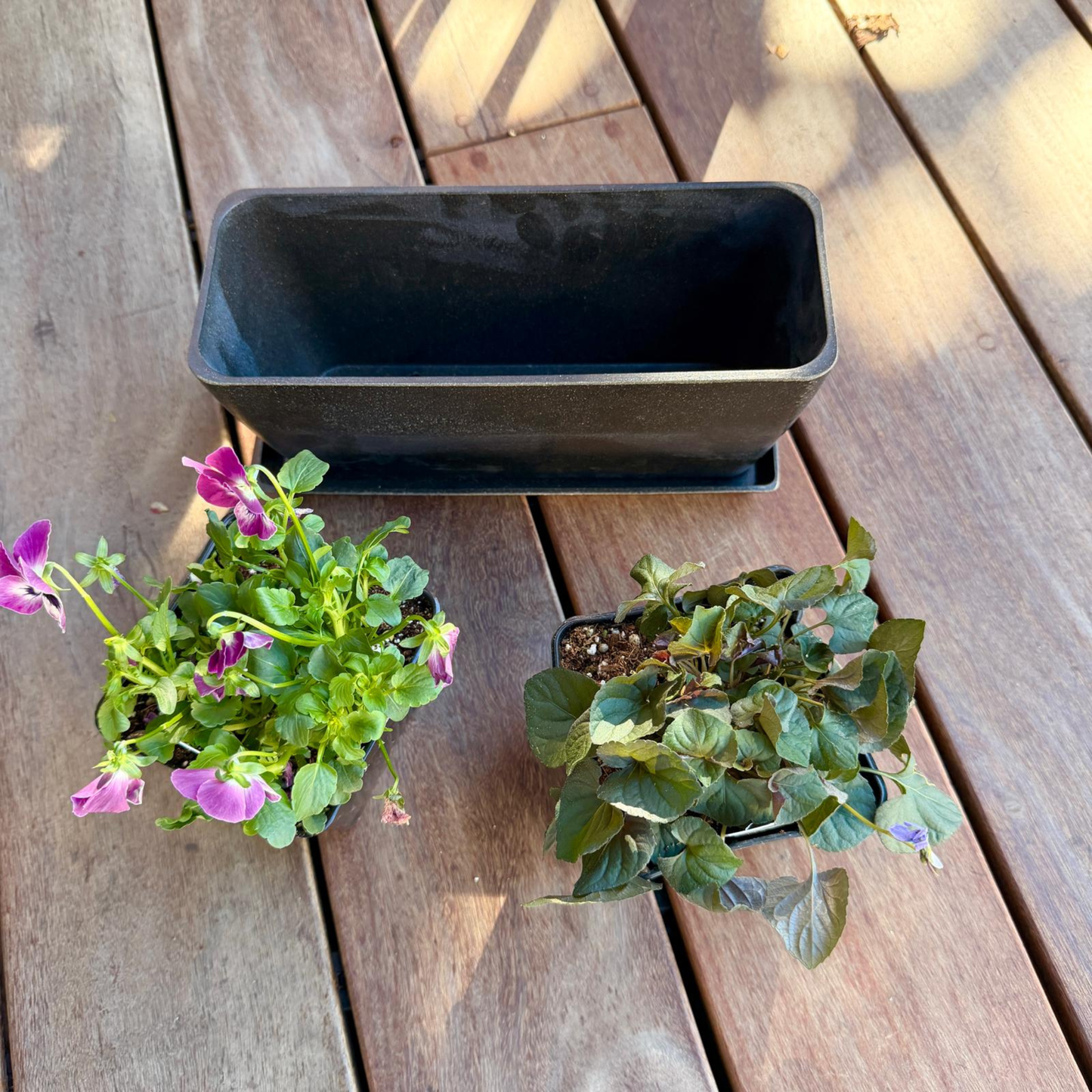 Winter Blooms Window Box Bundle