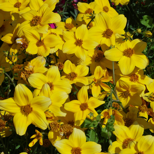 Yellow Bidens