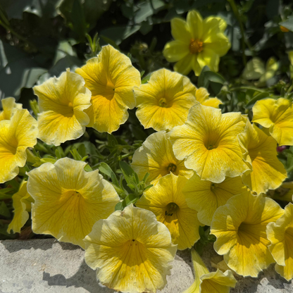 Yellow Canary Colibri Calibrachoa