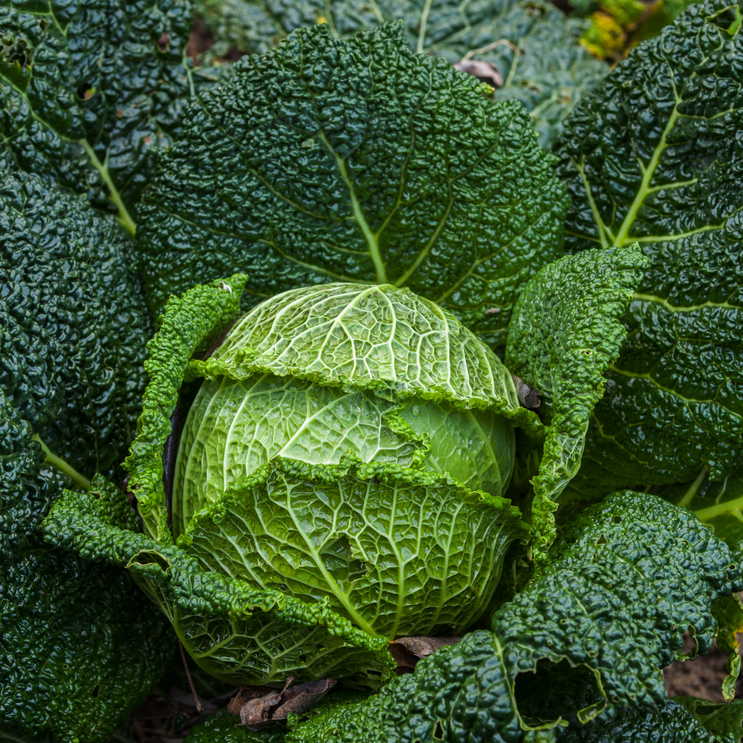 Organic Yukina Savoy, 6 plants