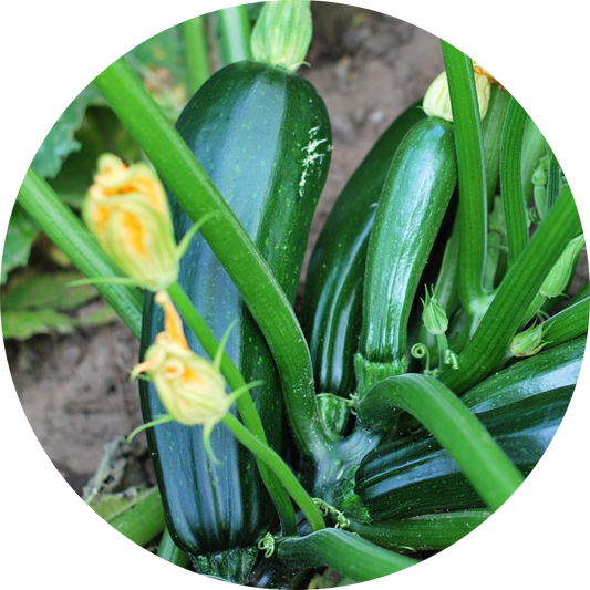 Black Beauty Zucchini