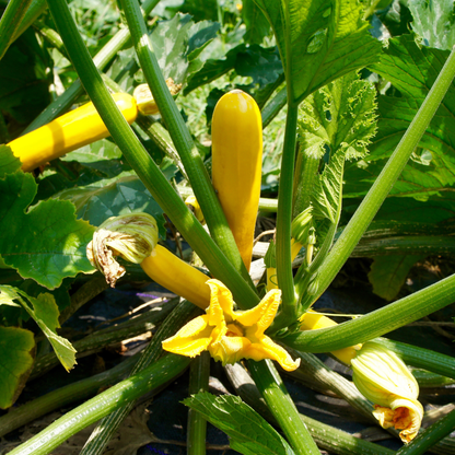 Rheinau Gold Zucchini