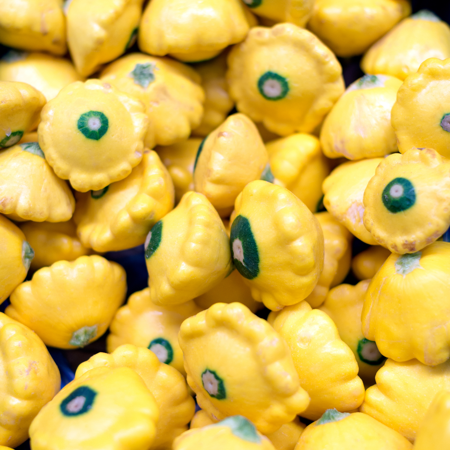 Lemon Sun Squash
